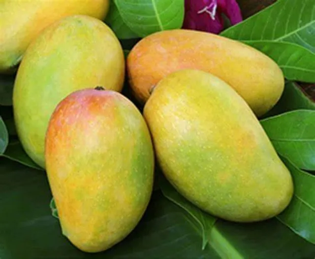 A1 Mangos