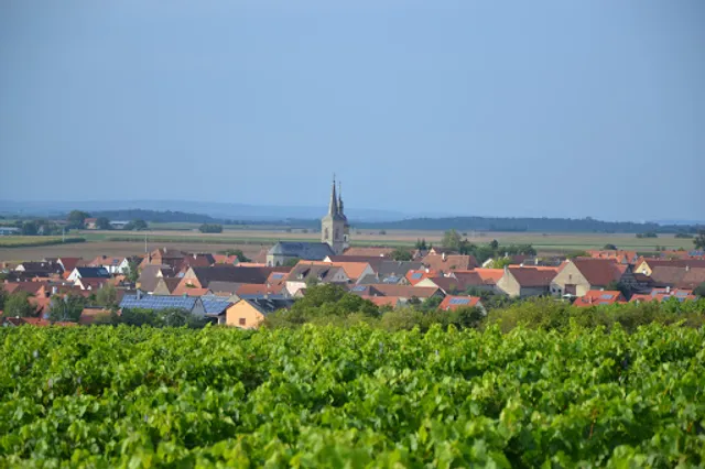 Weinbau & Hofbrennerei FALK