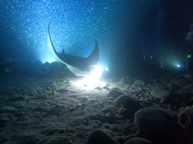 Garden Eel Cove / Manta Ray Heaven