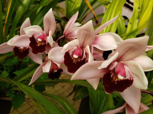 Peach State Orchids Inc