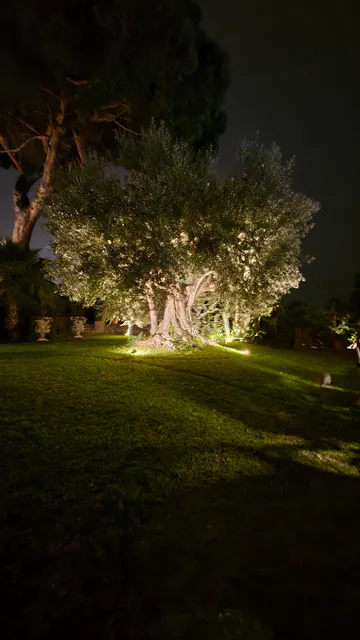 Citrus, between Etna and the sea
