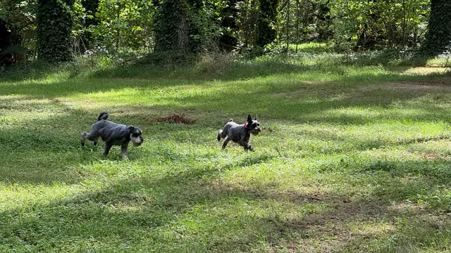 Scion tree research park