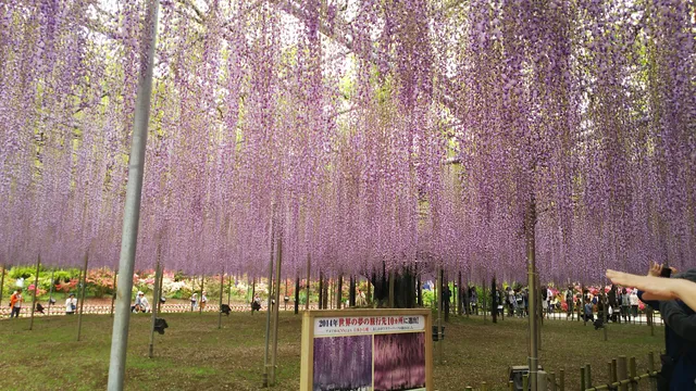 Ashikaga Flower Park Rinji Parking Lot