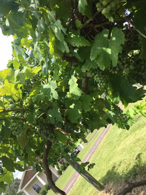 de terra Vineyard & Wines of Somerville