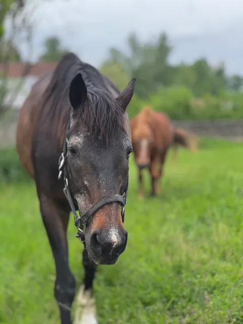 La ferme d’Audrey et Jocelyn Debeney