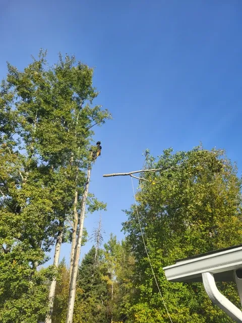 Cypress Tree Service