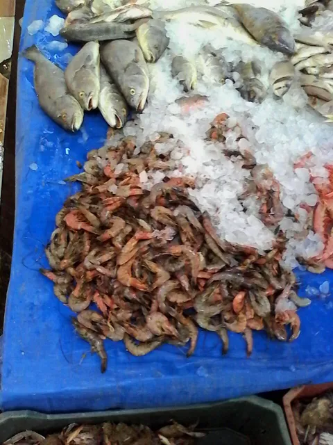 أسماك الذهبية El Zahabia fish