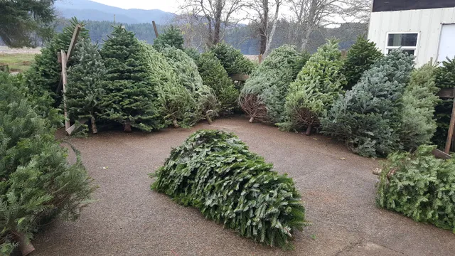 LIL'BUCKS Christmas Trees