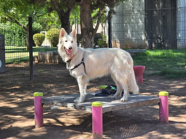 Espacio Canino del Parque Central