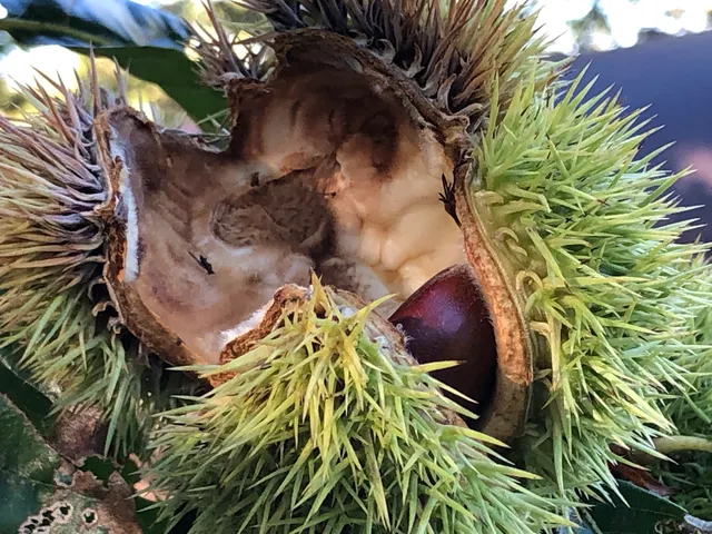 Wintergreen Tree Farm