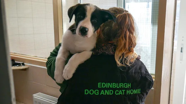 Edinburgh Dog and Cat Home