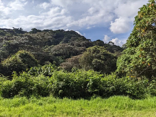 Nyungwe National Park