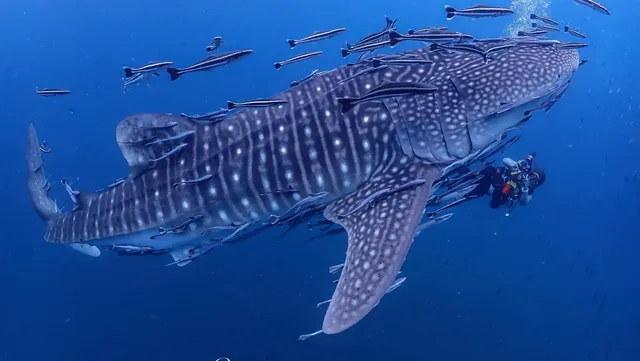 Whale Shark Adventures