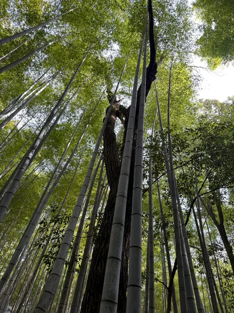 Kyoto Bike Tour - The Bamboo Forest & Arashiyama