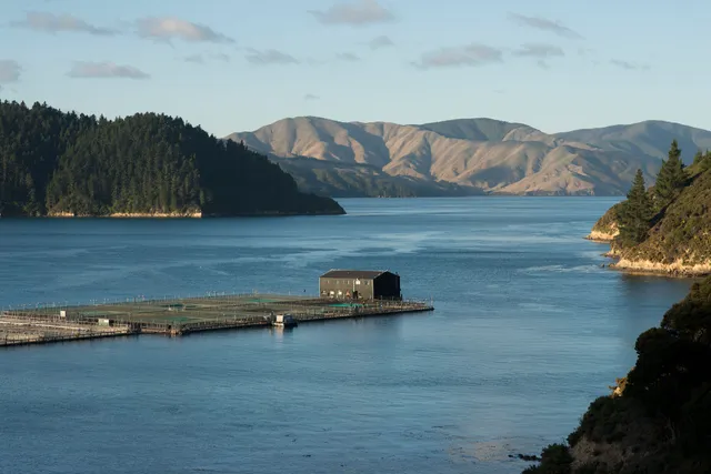 The New Zealand King Salmon Company Ltd.