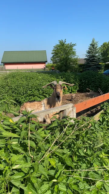 W Starym Ogrodnictwie