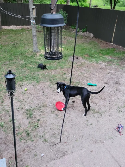 Arenac County Animal Control