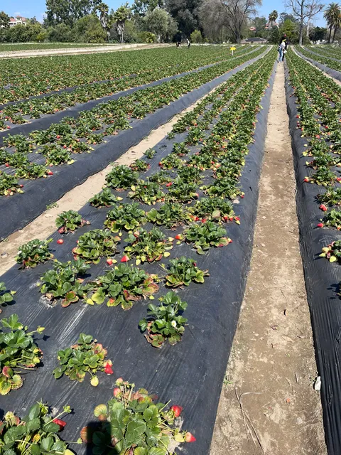 Rafael Strawberry Farm