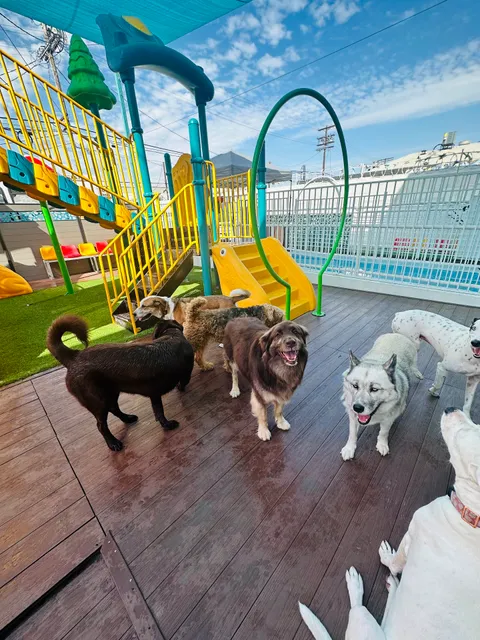 South Park Doggie - Doggieland (LA)