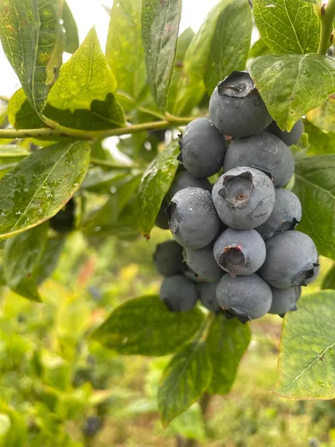 The Zurita U-Pick Farm