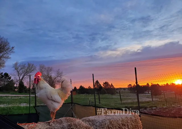 Ponderosa Plains Farm