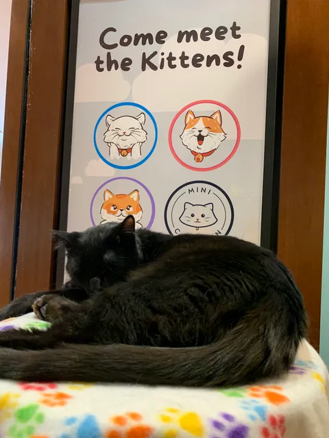 Mini Cat Town