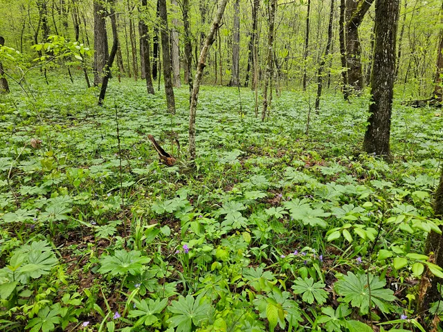 Crystal Recreation Area