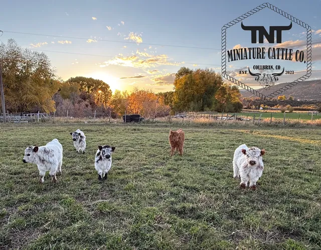 TNT Miniature Cattle Company