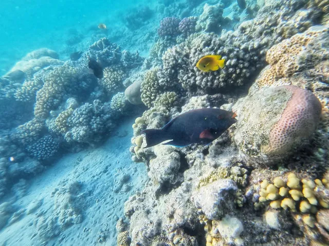 Fort Arabesque Coral Reef