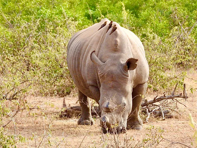 Southern Kruger Safaris