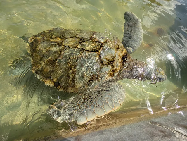 Cayman Turtle Centre - Peafowl Island