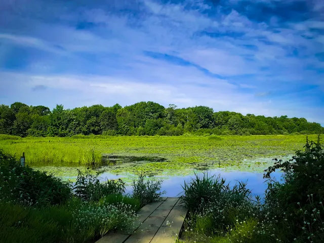 Rum River State Forest