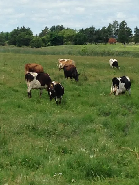Clear Creek Organic Farms