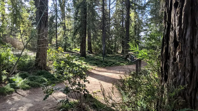 T. Elliot Weier Redwood Grove