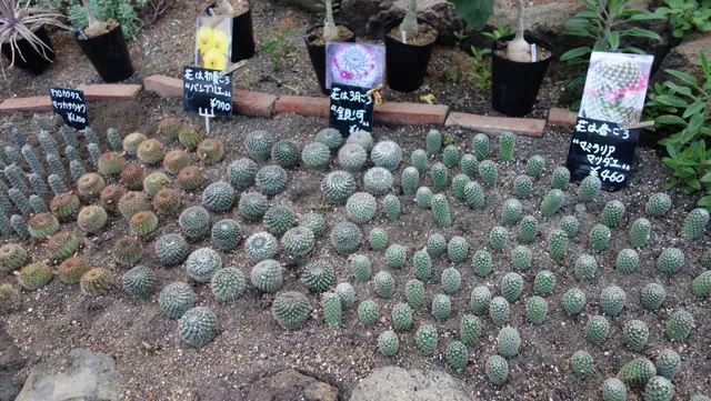 シャボテン狩り工房