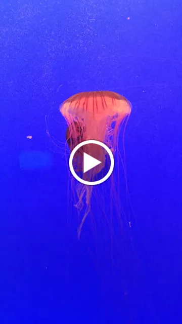 Shanghai Ocean Aquarium Ocean Leisure Restaurant