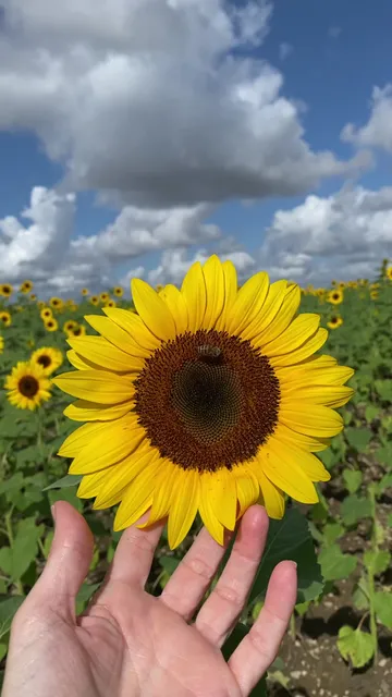 Sunflower garden