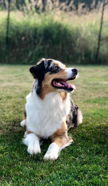 Little Paws Pet Resort Inc