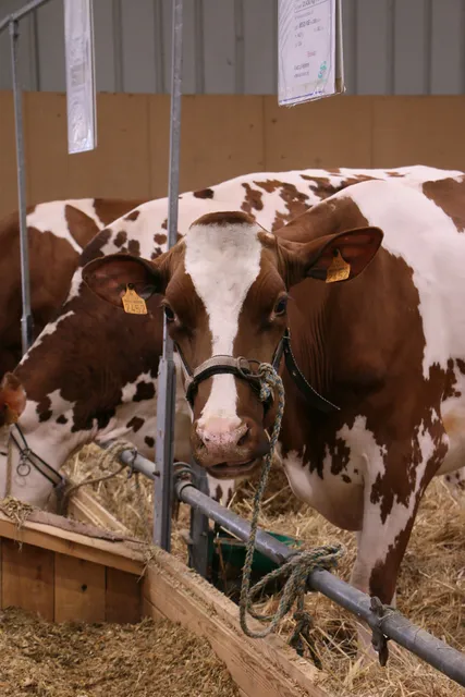 Rennes International Fair