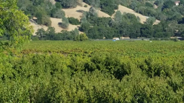 Dry Creek Peach & Produce