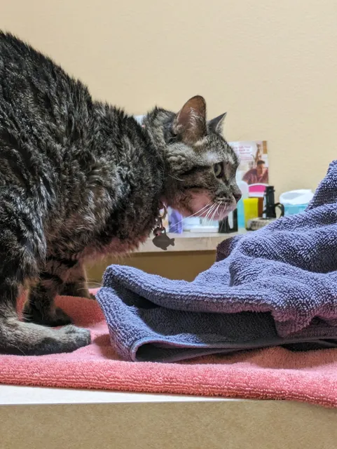 Cat Clinic of Iowa City