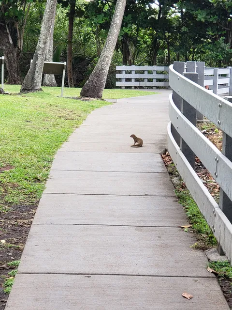 Waiʻānapanapa Campground