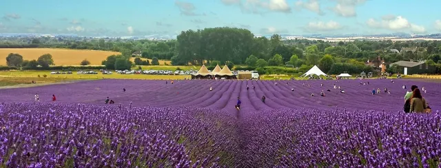Hitchin Lavender