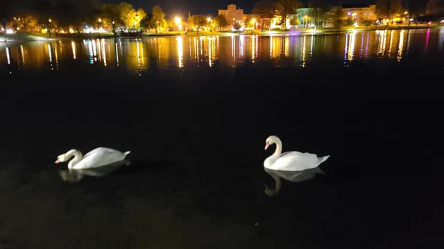 Barberton Cherry Blossom