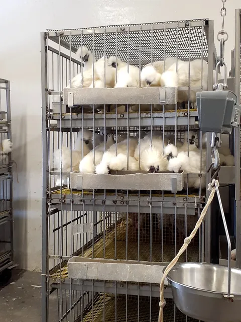 Portuguese Live Poultry Market