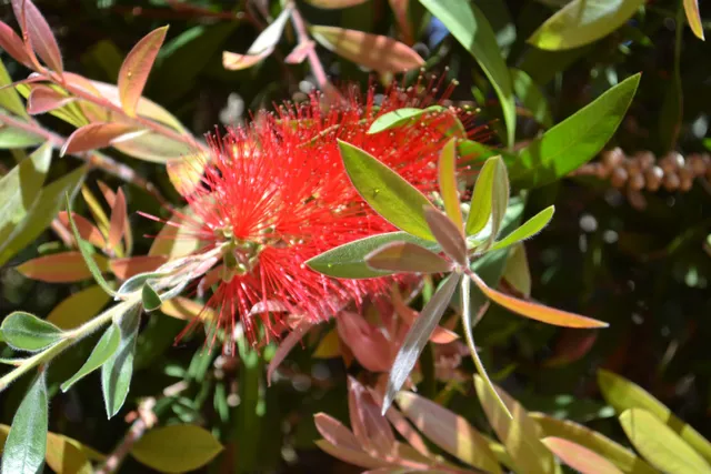 Appartamenti Callistemon