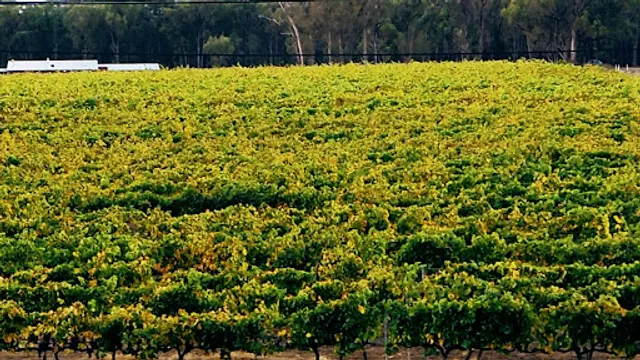 Heritage Wines of Stanthorpe, Estate Winery, Restaurant