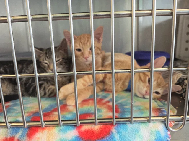 Wisconsin Humane Society Kenosha Campus