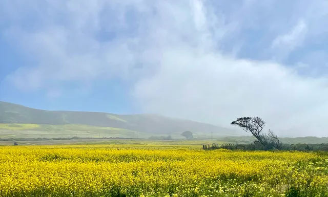 Wild Mustard Super Bloom
