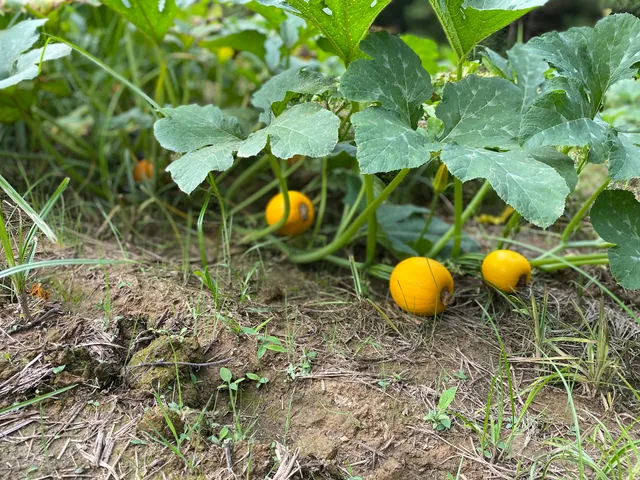 Wall Hill's 3G Farms